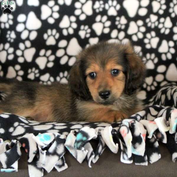 Nico, Dachshund Puppy