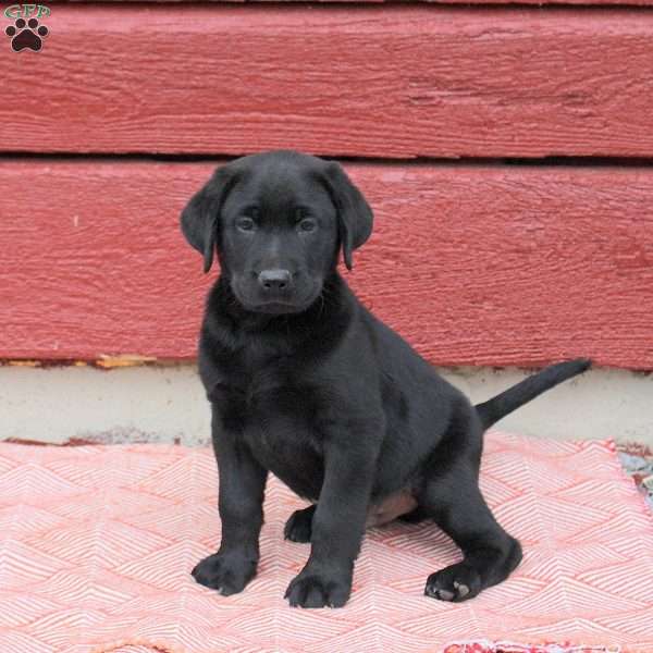 Nico, Black Labrador Retriever Puppy