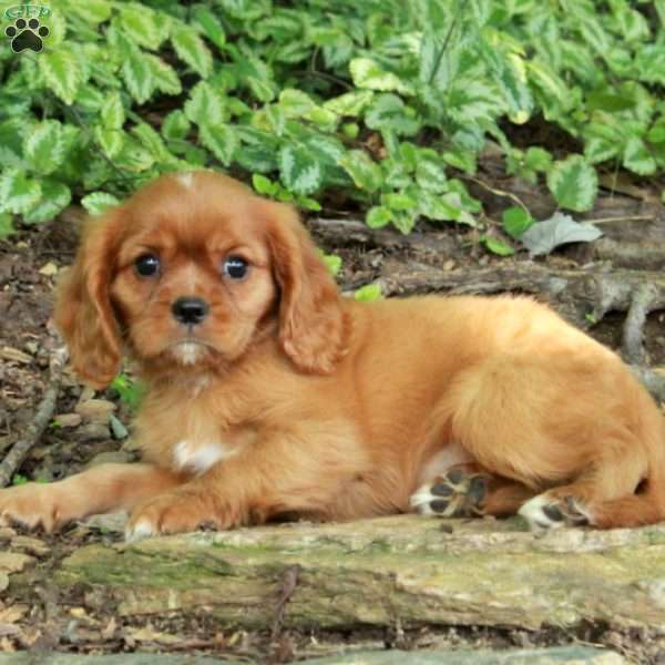 Nico, Cavalier King Charles Spaniel Puppy