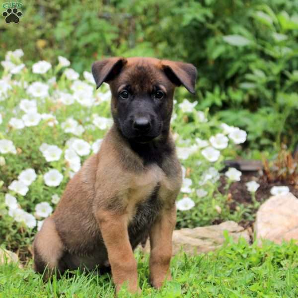Nico, Belgian Malinois Puppy