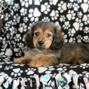 Nico, Dachshund Puppy