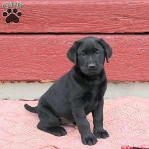 Nico, Black Labrador Retriever Puppy