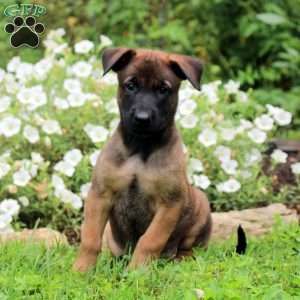 Nico, Belgian Malinois Puppy