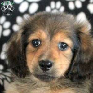Nico, Dachshund Puppy