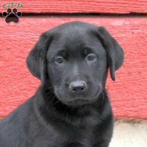Nico, Black Labrador Retriever Puppy