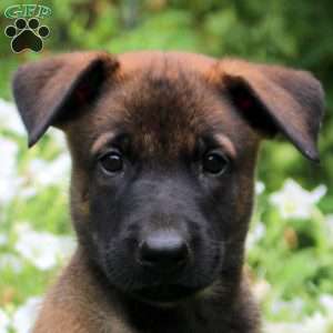 Nico, Belgian Malinois Puppy