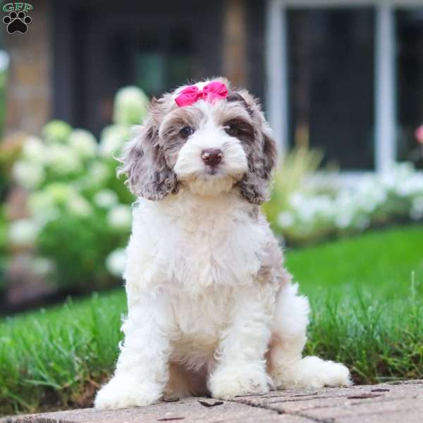 Nicole, Cockapoo Puppy