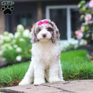 Nicole, Cockapoo Puppy