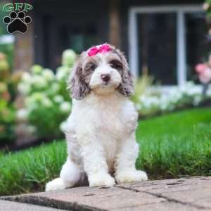 Nicole, Cockapoo Puppy