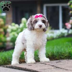 Nicole, Cockapoo Puppy