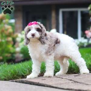 Nicole, Cockapoo Puppy