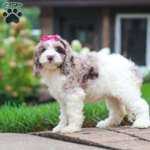 Nicole, Cockapoo Puppy