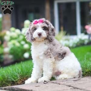 Nicole, Cockapoo Puppy