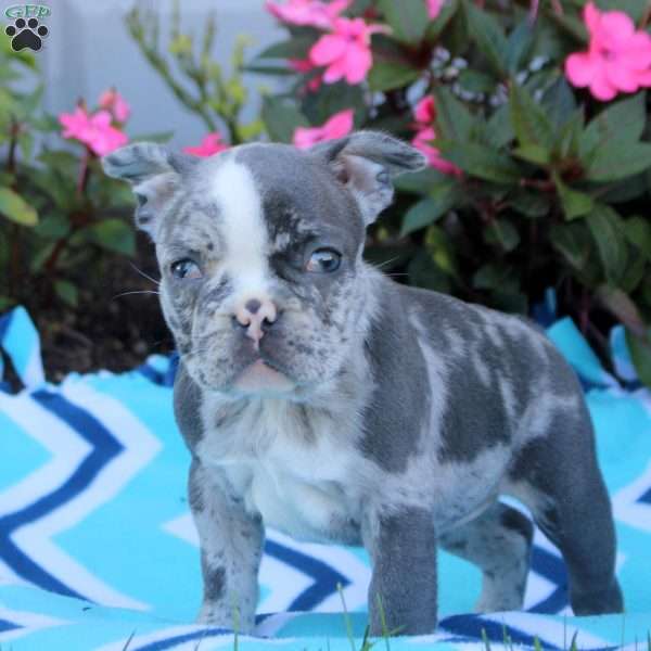 Nina, Frenchton Puppy