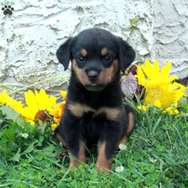Nina, Rottweiler Puppy