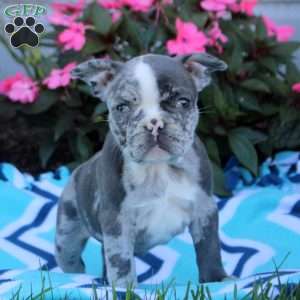 Nina, Frenchton Puppy