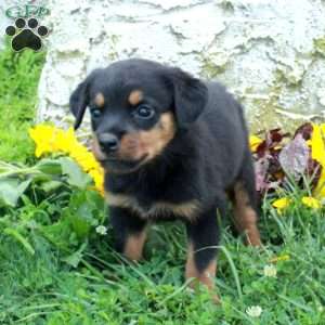 Nina, Rottweiler Puppy