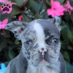 Nina, Frenchton Puppy
