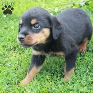 Nina, Rottweiler Puppy
