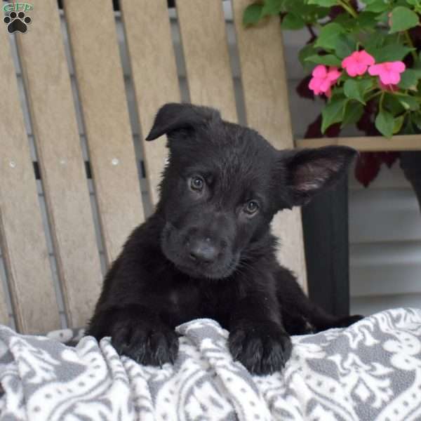 Ninja, German Shepherd Puppy