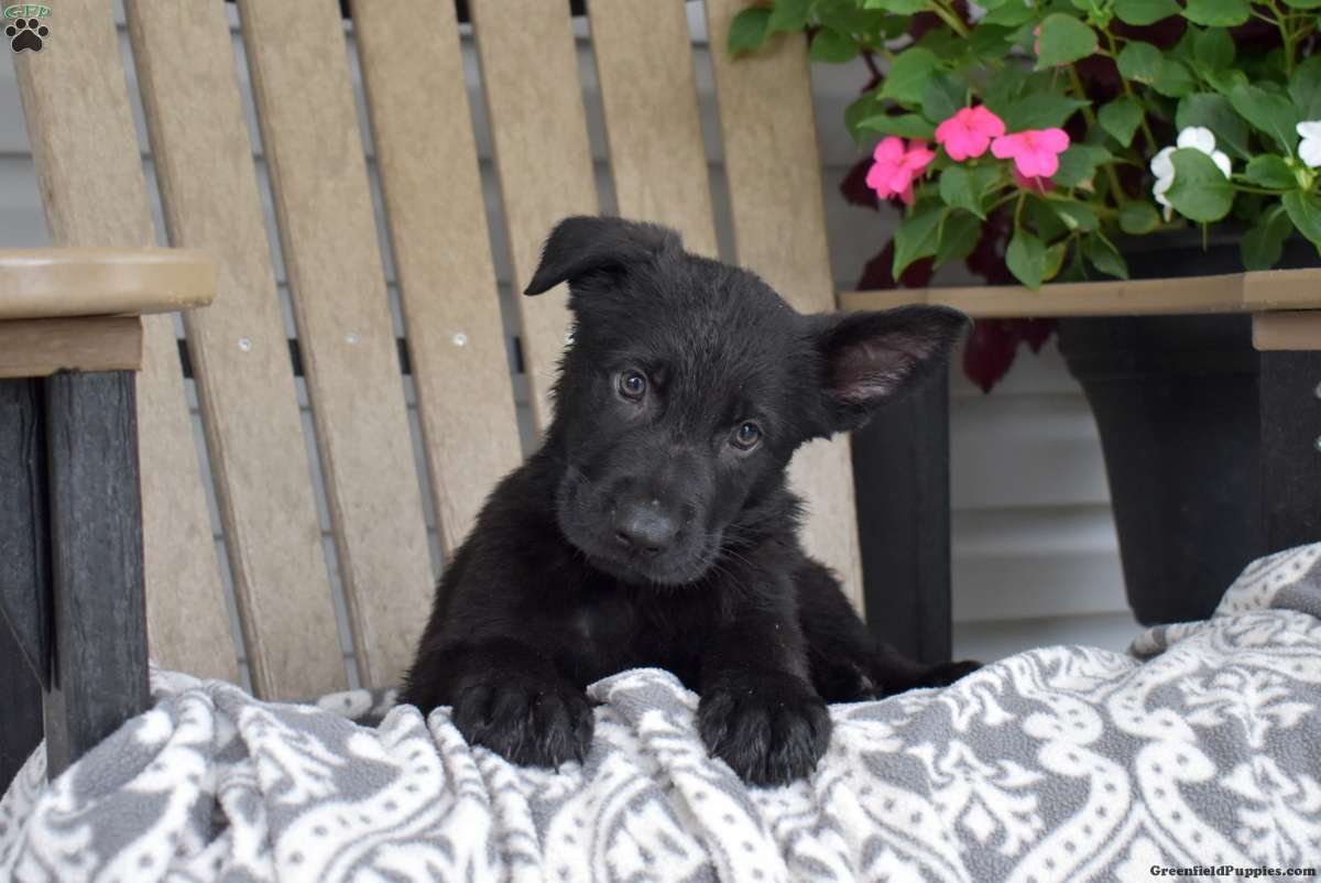 Ninja (German Shepherd, Male) in Christiana, PA