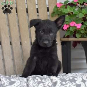 Ninja, German Shepherd Puppy