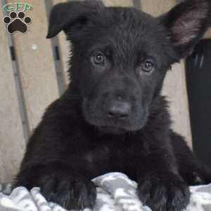 Ninja, German Shepherd Puppy