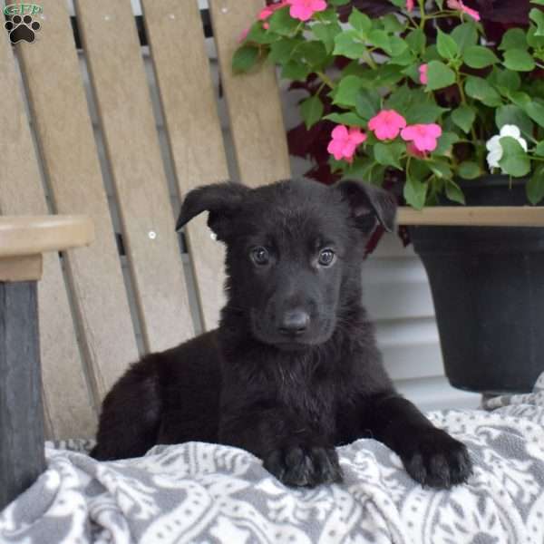 Nitro, German Shepherd Puppy
