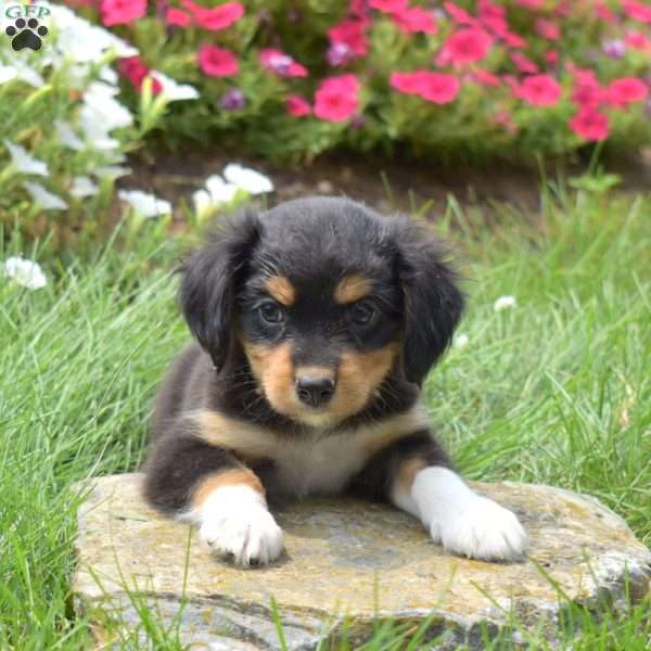 Nitro, Cavalier King Charles Mix Puppy