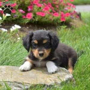 Nitro, Cavalier King Charles Mix Puppy