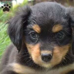 Nitro, Cavalier King Charles Mix Puppy