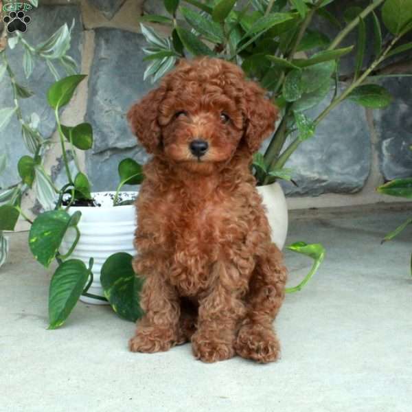 Nixon, Toy Poodle Puppy