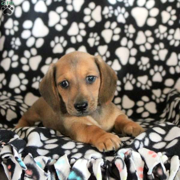 Noah, Dachshund Puppy