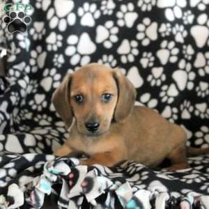 Noah, Dachshund Puppy