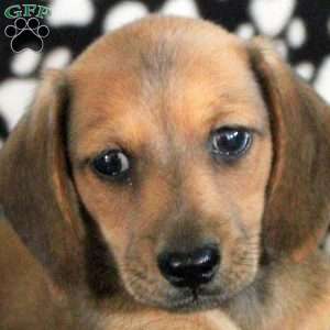 Noah, Dachshund Puppy