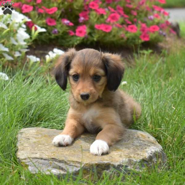 Noel, Cavalier King Charles Mix Puppy