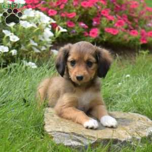 Noel, Cavalier King Charles Mix Puppy