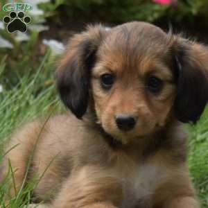 Noel, Cavalier King Charles Mix Puppy