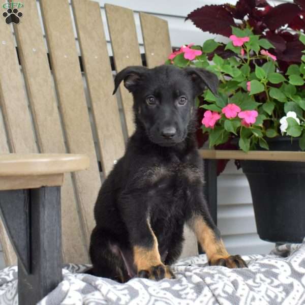 Noelle, German Shepherd Puppy