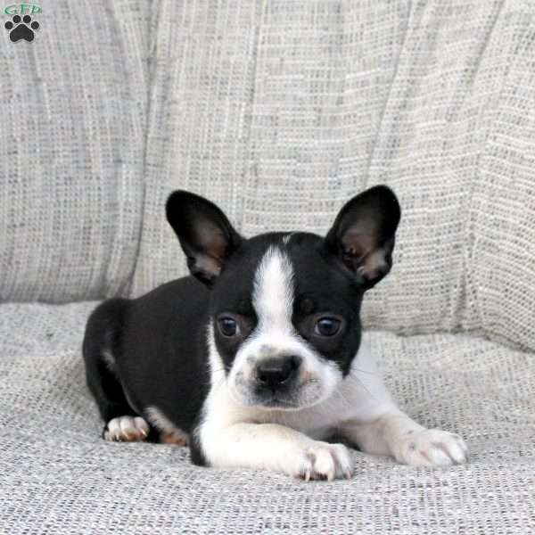 Nola, Boston Terrier Puppy