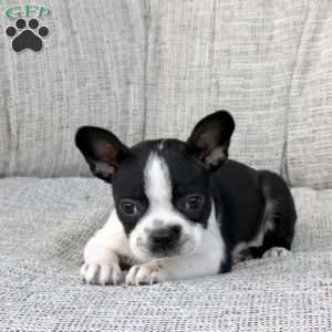 Nola, Boston Terrier Puppy