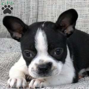 Nola, Boston Terrier Puppy