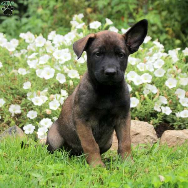 Nora, Belgian Malinois Puppy