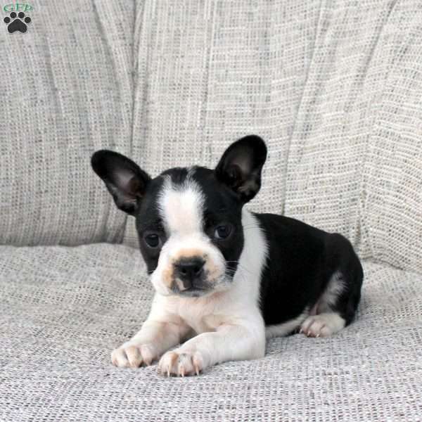 Nora, Boston Terrier Puppy