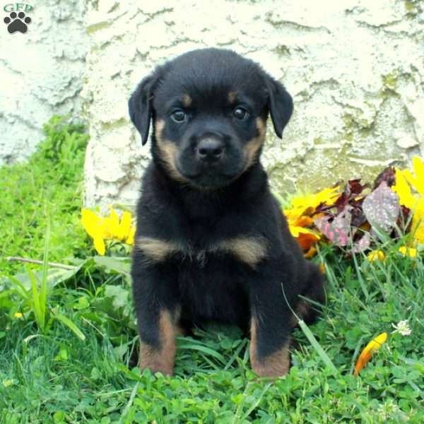 Nora, Rottweiler Puppy