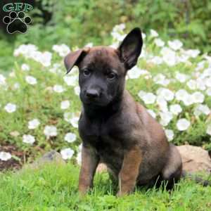 Nora, Belgian Malinois Puppy