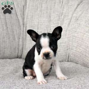 Nora, Boston Terrier Puppy