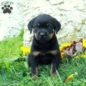 Nora, Rottweiler Puppy