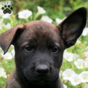 Nora, Belgian Malinois Puppy