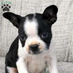 Nora, Boston Terrier Puppy